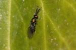  Pteromalidae Dalman, 1820