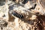  Armadillidium maculatum Risso, 1816
