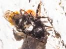  Osmia cornuta (Latreille, 1805)