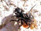  Osmia cornuta (Latreille, 1805)