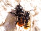  Osmia cornuta (Latreille, 1805)