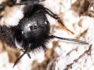 Osmia cornuta (Latreille, 1805)
