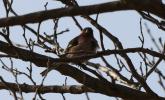 Pinson des arbres Fringilla coelebs Linnaeus, 1758