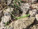 Lézard vert Lacerta bilineata Daudin, 1802