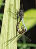 Orthétrum bleuissant (L') Orthetrum coerulescens (Fabricius, 1798)
