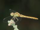 Sympétrum méridional (Le) Sympetrum meridionale (Selys, 1841)