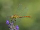 Sympétrum méridional (Le) Sympetrum meridionale (Selys, 1841)