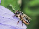 Mégachile du rosier, Abeille découpeuse Megachile centuncularis (Linnaeus, 1758)