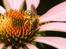  Halictus scabiosae (Rossi, 1790)