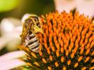  Halictus scabiosae (Rossi, 1790)