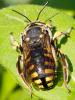  Anthidium florentinum (Fabricius, 1775)