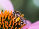  Halictus scabiosae (Rossi, 1790)