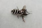  Salticus propinquus Lucas, 1846
