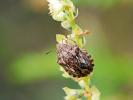  Eurygaster maura (Linnaeus, 1758)