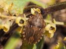  Eurygaster maura (Linnaeus, 1758)