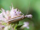  Pleurota aristella (Linnaeus, 1767)