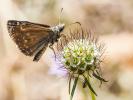 Point de Hongrie (Le), Grisette (La) Erynnis tages (Linnaeus, 1758)