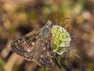 Point de Hongrie (Le), Grisette (La) Erynnis tages (Linnaeus, 1758)