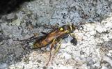  Ichneumonidae Latreille, 1802