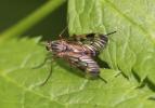  Rhagio scolopaceus (Linnaeus, 1758)