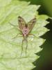  Rhagio scolopaceus (Linnaeus, 1758)