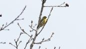 Serin cini Serinus serinus (Linnaeus, 1766)