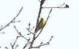 Serin cini Serinus serinus (Linnaeus, 1766)