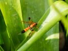  Ctenochares bicolorus (Linnaeus, 1767)