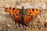 Gamma (Le), Robert-le-diable (Le), C-blanc (Le), D Polygonia c-album (Linnaeus, 1758)