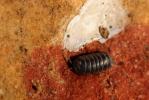 Cloporte commun (Le), Armadille commune (L'), Arma Armadillidium vulgare (Latreille, 1804)