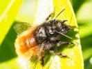  Osmia cornuta (Latreille, 1805)