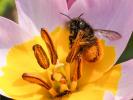  Osmia cornuta (Latreille, 1805)