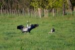 Grue cendrée Grus grus (Linnaeus, 1758)