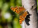Gamma (Le), Robert-le-diable (Le), C-blanc (Le), D Polygonia c-album (Linnaeus, 1758)