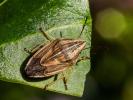 Punaise à tête allongée Aelia acuminata (Linnaeus, 1758)