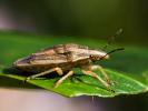 Punaise à tête allongée Aelia acuminata (Linnaeus, 1758)