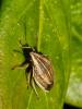 Punaise à tête allongée Aelia acuminata (Linnaeus, 1758)