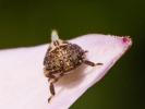  Issidae Spinola, 1839