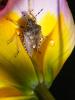 Punaise brune à antennes & bords panachés Dolycoris baccarum (Linnaeus, 1758)