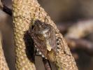 Punaise brune à antennes & bords panachés Dolycoris baccarum (Linnaeus, 1758)