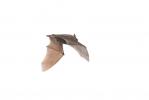  Pipistrellus 