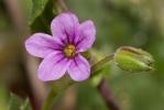 Érodium botrys, Bec-de-grue en grappe Erodium botrys (Cav.) Bertol., 1817