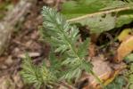 Érodium botrys, Bec-de-grue en grappe Erodium botrys (Cav.) Bertol., 1817