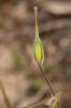 Érodium botrys, Bec-de-grue en grappe Erodium botrys (Cav.) Bertol., 1817
