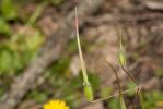 Érodium botrys, Bec-de-grue en grappe Erodium botrys (Cav.) Bertol., 1817
