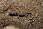 Lézard ocellé Timon lepidus (Daudin, 1802)
