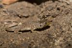 Lézard ocellé Timon lepidus (Daudin, 1802)