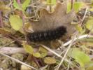 Mélitée du Plantain (La), Déesse à ceinturons (La) Melitaea cinxia (Linnaeus, 1758)