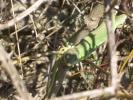 Lézard vert Lacerta bilineata Daudin, 1802