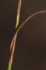 Andropogon à deux épis, Barbon double Andropogon distachyos L., 1753